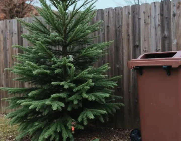 Drugie życie choinki - jak ją wykorzystać lub oddać po świętach