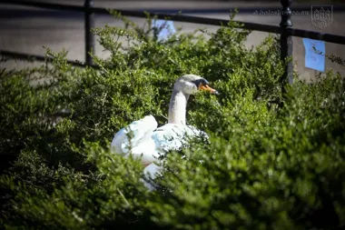 Łabędzica zatrzymała roboty nad stawem i zmieniła plan odnowy w Bolesławcu